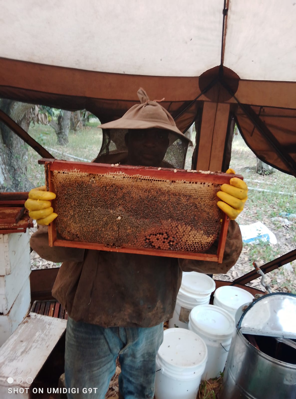 Honeylishus beehives in a Jamaican apiary