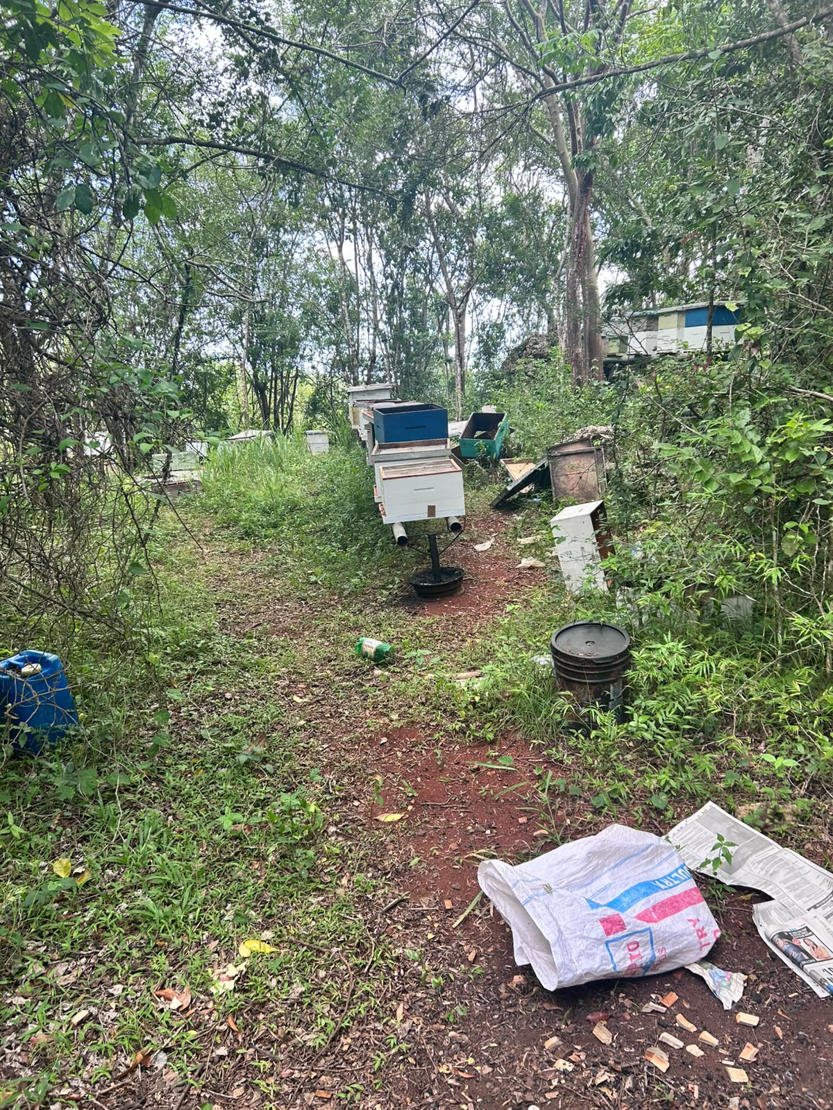 Honeylishus apiary and beehive boxes in Jamaica