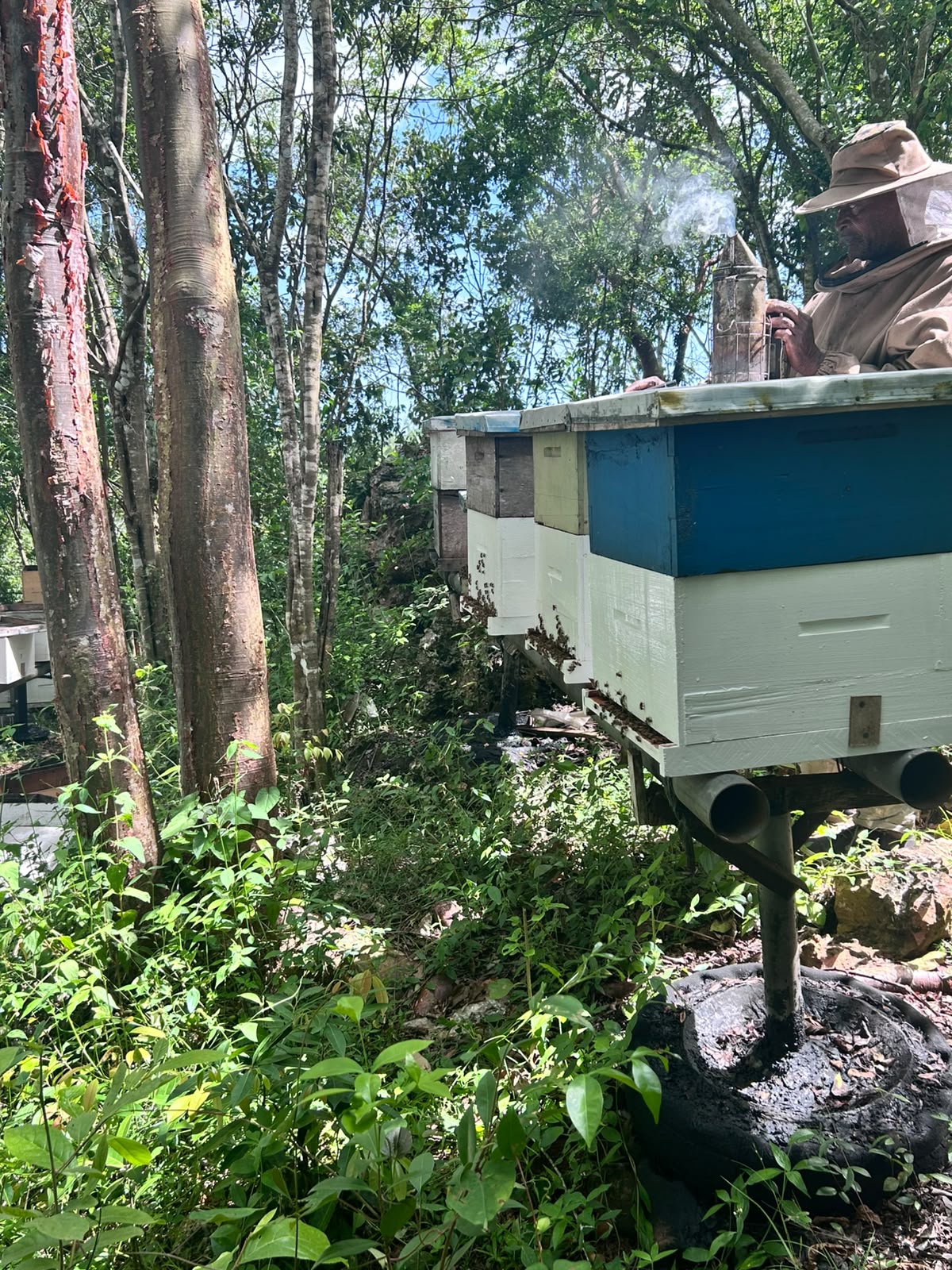 Honeylishus beehives and apiary in Jamaica