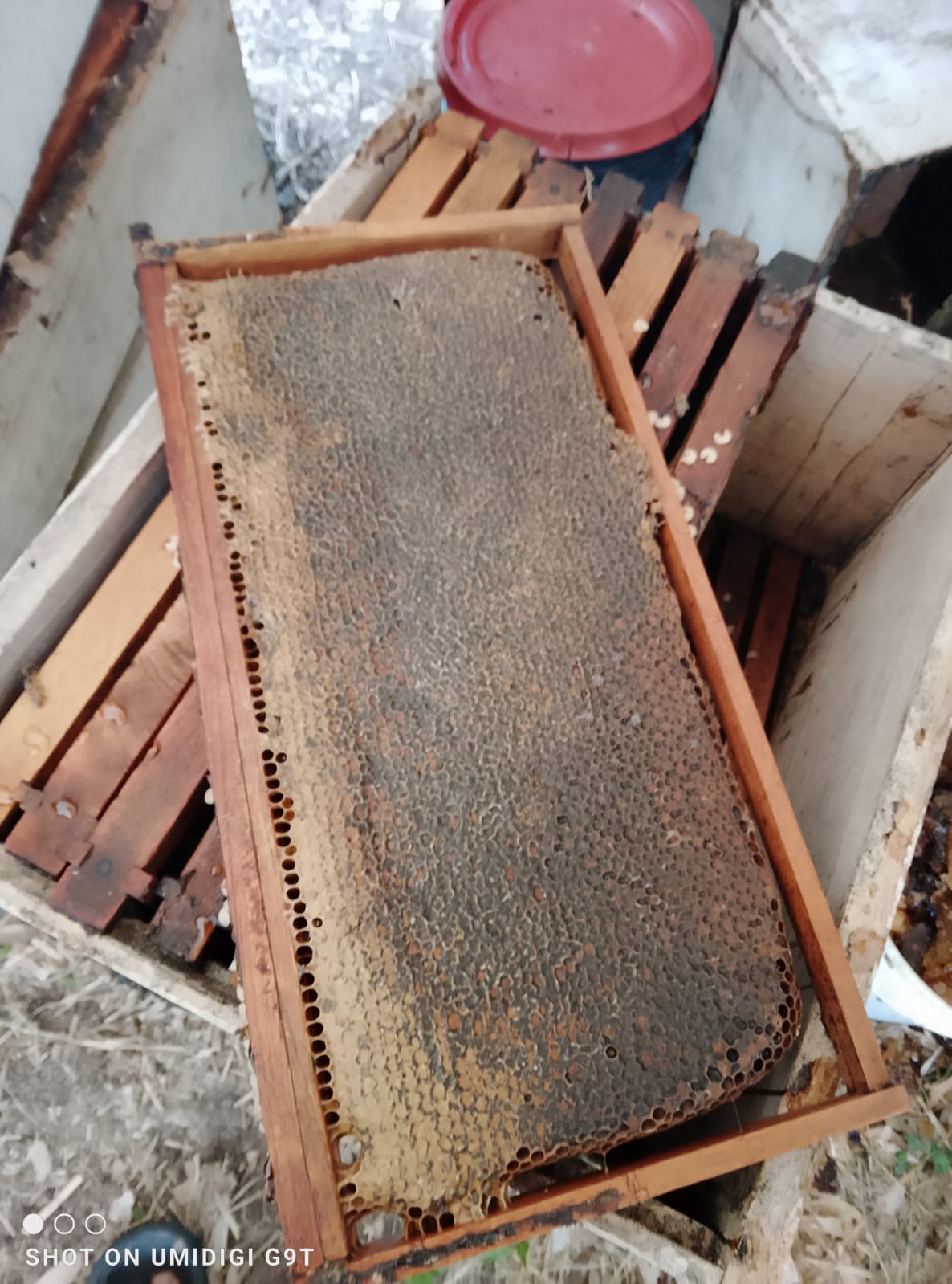 Honeylishus beekeeping at a Jamaican apiary