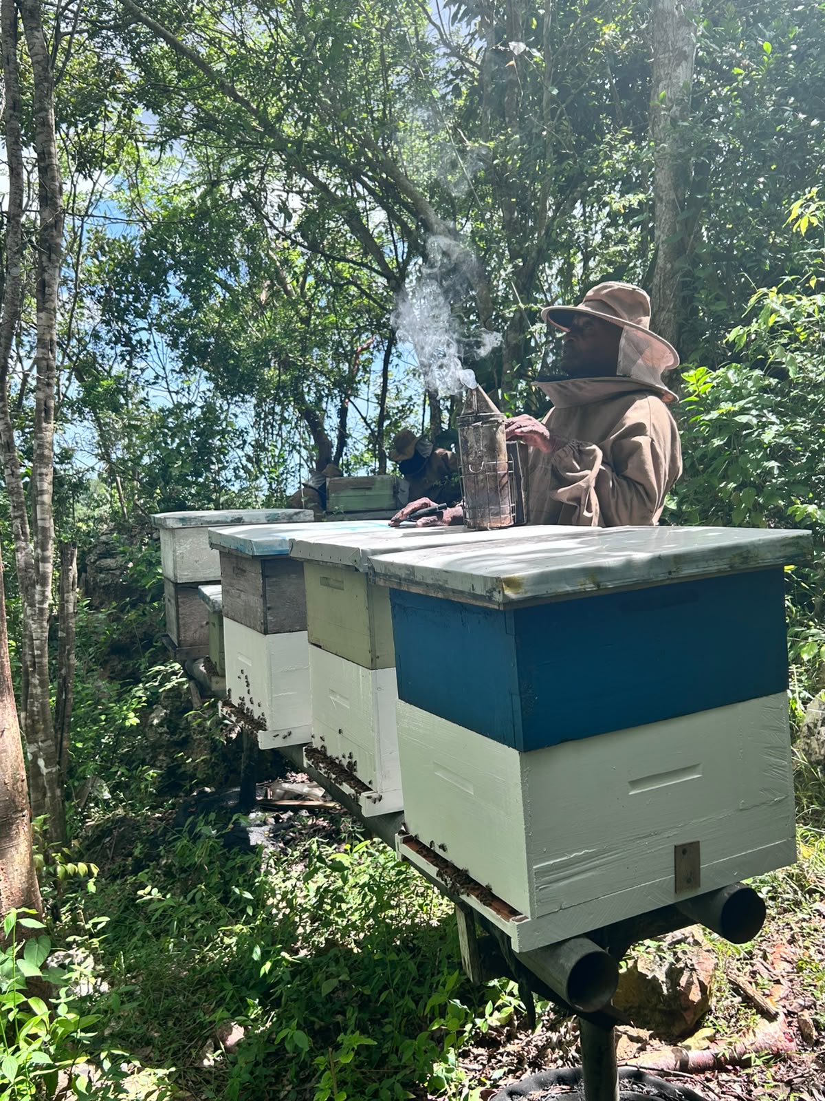 Honeylishus apiary in Jamaica