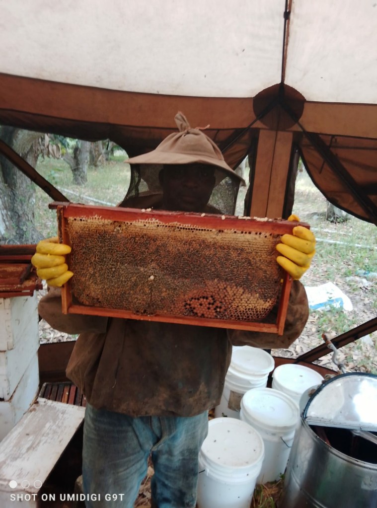 Behind the hive at Honeylishus